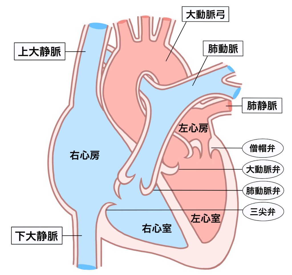 コツコツ | はた楽リハラボ